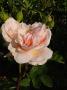 lysiane:plantes_du_jardin:roses:p1180138_evelyn.jpg