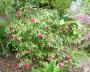 lysiane:plantes_du_jardin:roses:p1180164.jpg