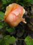lysiane:plantes_du_jardin:roses:p1180182.jpg