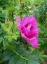 lysiane:plantes_du_jardin:roses:p1180195.jpg