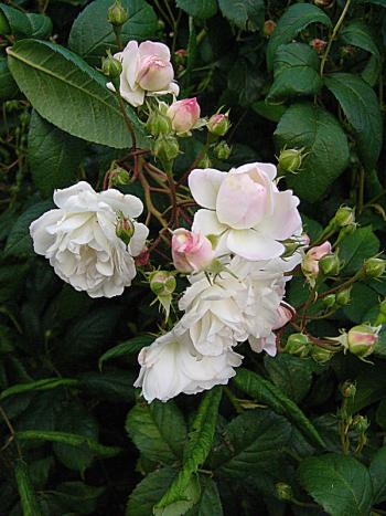 p1180201a.jpg