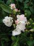 lysiane:plantes_du_jardin:roses:p1180201a.jpg