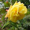 p1180225_r_white_nigts.jpg