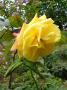 lysiane:plantes_du_jardin:roses:p1180225_r_white_nigts.jpg
