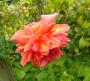 lysiane:plantes_du_jardin:roses:p1180287.jpg
