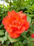 lysiane:plantes_du_jardin:roses:p1180292.jpg