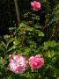lysiane:plantes_du_jardin:roses:p1180306.jpg