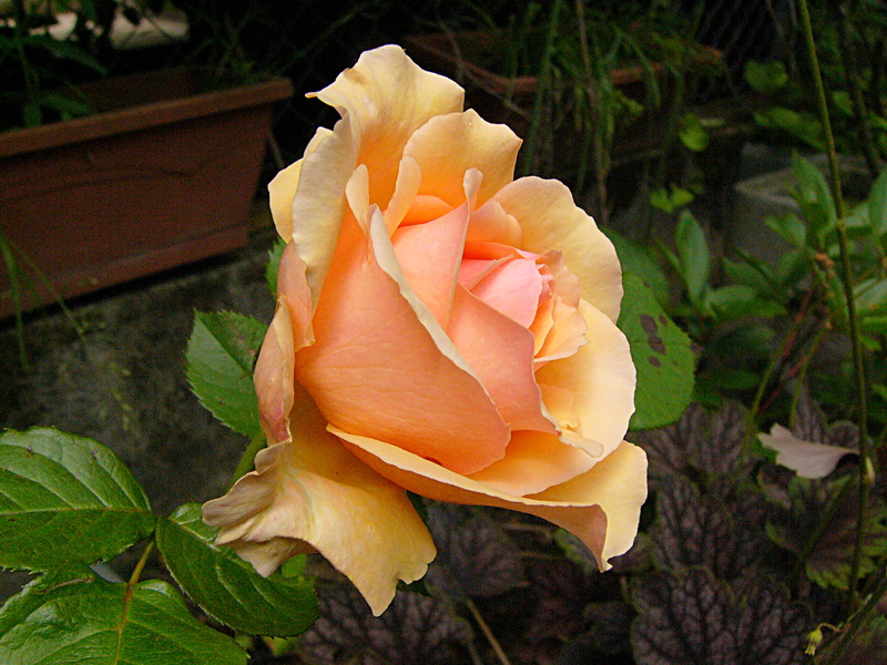 p1180333.jpg