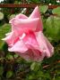 lysiane:plantes_du_jardin:roses:p1180350.jpg