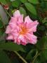 lysiane:plantes_du_jardin:roses:p1180365.jpg