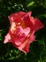 lysiane:plantes_du_jardin:roses:p1180434.jpg