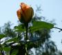 lysiane:plantes_du_jardin:roses:p1180438.jpg
