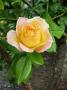 lysiane:plantes_du_jardin:roses:p1180472.jpg