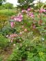 lysiane:plantes_du_jardin:roses:p1180484.jpg