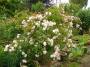 lysiane:plantes_du_jardin:roses:p1180526.jpg