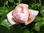 lysiane:plantes_du_jardin:roses:p1180574.jpg