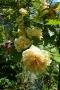 lysiane:plantes_du_jardin:roses:p1180631.jpg
