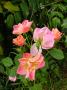 lysiane:plantes_du_jardin:roses:p1180656.jpg