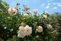 lysiane:plantes_du_jardin:roses:p1180661.jpg