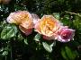 lysiane:plantes_du_jardin:roses:p1180666.jpg