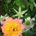 p1180704_flame_meil.jpg