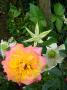 lysiane:plantes_du_jardin:roses:p1180704_flame_meil.jpg