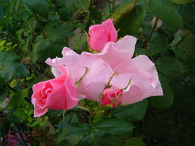 p1180715.jpg