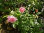 lysiane:plantes_du_jardin:roses:p1180795.jpg