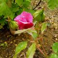 p1180804_barbara_streisand.jpg