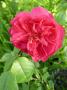 lysiane:plantes_du_jardin:roses:p1180814.jpg