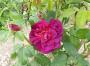 lysiane:plantes_du_jardin:roses:p1180835.jpg