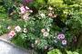lysiane:plantes_du_jardin:roses:p1180866.jpg