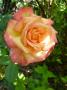 lysiane:plantes_du_jardin:roses:p1180870.jpg