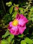 lysiane:plantes_du_jardin:roses:p1180872.jpg