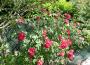 lysiane:plantes_du_jardin:roses:p1180873.jpg