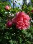 lysiane:plantes_du_jardin:roses:p1180878.jpg