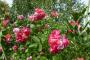 lysiane:plantes_du_jardin:roses:p1180908.jpg