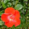 p1180944_orange_pin_s.jpg