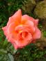 lysiane:plantes_du_jardin:roses:p1180956.jpg