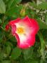 lysiane:plantes_du_jardin:roses:p1180960.jpg