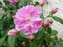 lysiane:plantes_du_jardin:roses:p1180982.jpg