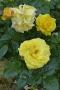 lysiane:plantes_du_jardin:roses:p1180984.jpg