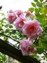 lysiane:plantes_du_jardin:roses:p1190033.jpg
