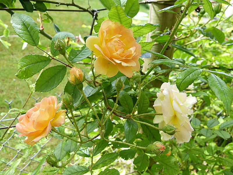 p1190039b.jpg