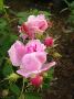 lysiane:plantes_du_jardin:roses:p1190041.jpg
