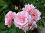 lysiane:plantes_du_jardin:roses:p1190155.jpg