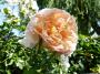 lysiane:plantes_du_jardin:roses:p1190173.jpg