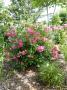 lysiane:plantes_du_jardin:roses:p1190194.jpg