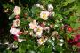 lysiane:plantes_du_jardin:roses:p1190213.jpg