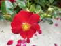 lysiane:plantes_du_jardin:roses:p1190258.jpg